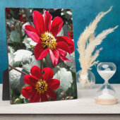 Plaque Photo marguerite rose chaud rouge / marguerites fleurs (Côté)