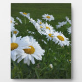 Plaque Photo marguerites blanches (Devant)