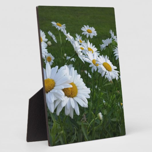 Plaque Photo marguerites blanches (Côté)