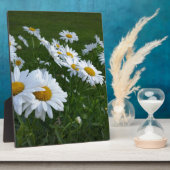 Plaque Photo marguerites blanches (Côté)