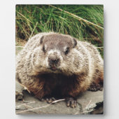 Plaque Photo Marmotte (Devant)