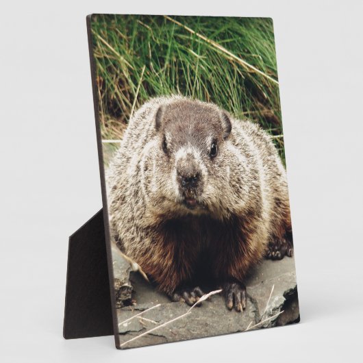 Plaque Photo Marmotte (Côté)