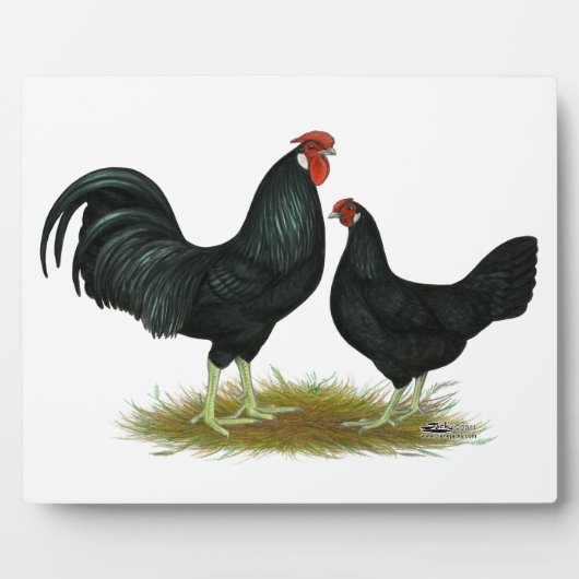 Plaque Photo Marsh Daisy Chickens (Devant)