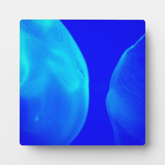 Plaque Photo Méduse (Devant)