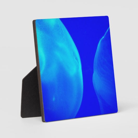 Plaque Photo Méduse (Recto)