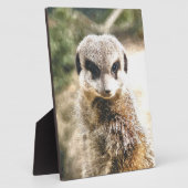 PLAQUE PHOTO MEERKAT (Côté)
