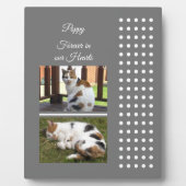 Plaque Photo Mémorial de compagnie chat gris et blanc ajouter d (Devant)