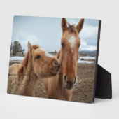 Plaque Photo Mère Cheval et poulain (Côté)