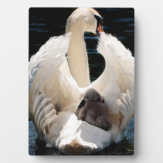 Plaque Photo Mère Cygne avec Cygnets (cygnes bébés) (Devant)