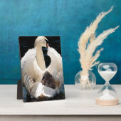 Plaque Photo Mère Cygne avec Cygnets (cygnes bébés) (Côté)