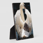 Plaque Photo Mère Cygne avec Cygnets (cygnes bébés) (Côté)