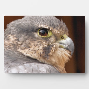PLAQUE PHOTO MERLIN FALCON OISEAU DE PREY