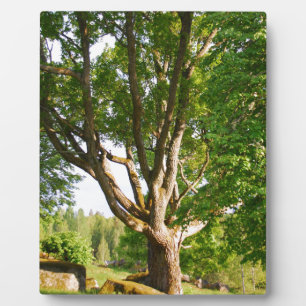 Plaque Photo Mi-été Lumière Småland