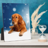 Plaque Photo Mignonne Golden Retriever Chien assis dans les éto (Côté)