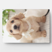 Plaque Photo Miniature Dachshund (Devant)