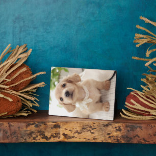 Plaque Photo Miniature Dachshund