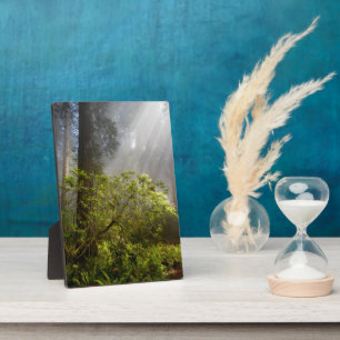 Plaque Photo Mist du matin sur Rhododendron