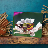 Plaque Photo Mois des colibris (Côté)