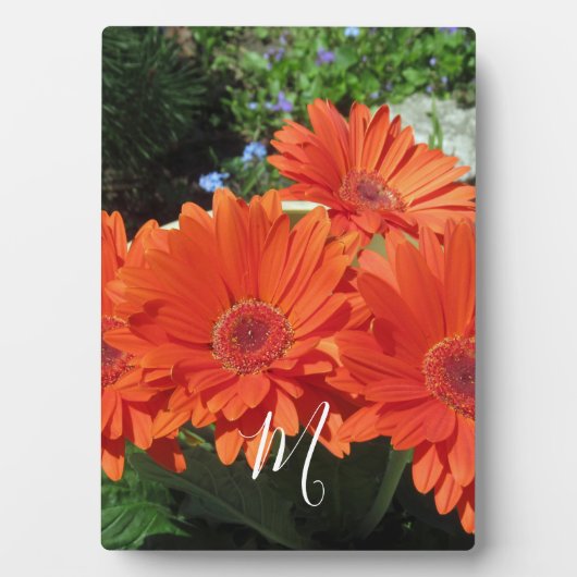 Plaque Photo Monogramme photo Orange Daisy (Devant)