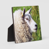 PLAQUE PHOTO MOQUETTE (Recto)