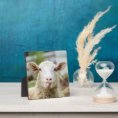 Plaque Photo Mouton montrer langue (Insitu)