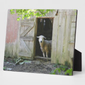 Plaque Photo Moutons adorables (Côté)