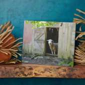 Plaque Photo Moutons adorables (Côté)