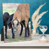 Plaque Photo Moutons au Cameroun avec agneaux (Côté)