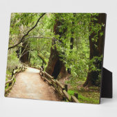 Plaque Photo Muir Woods Path II Nature Photography (Côté)