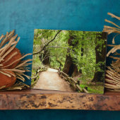 Plaque Photo Muir Woods Path II Nature Photography (Côté)