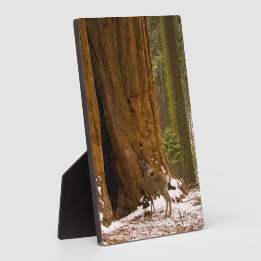 Plaque Photo Mule Deer (Côté)