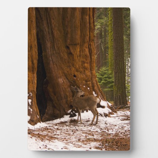Plaque Photo Mule Deer (Devant)