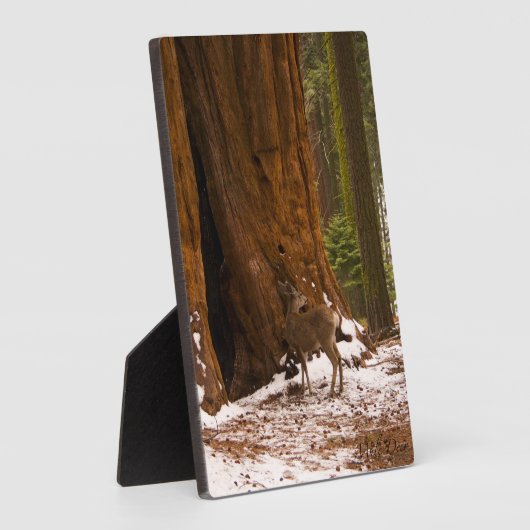 Plaque Photo Mule Deer (Côté)
