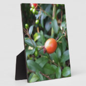 Plaque Photo mûrir à la hanche rose (Côté)