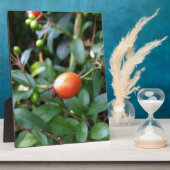 Plaque Photo mûrir à la hanche rose (Côté)