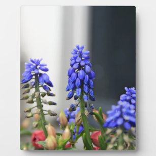 Plaque Photo muscari à grappe