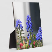 Plaque Photo muscari à grappe (Côté)