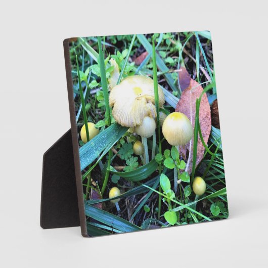 Plaque Photo Mushrooms de l'Oregon (Recto)