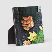 Plaque Photo Mushrooms on a tree, Oregon (Recto)