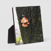Plaque Photo Mushrooms on a tree, Oregon (Recto)