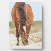 Plaque Photo Mustangs sauvages ou chevaux banquiers (Devant)