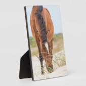 Plaque Photo Mustangs sauvages ou chevaux banquiers (Côté)