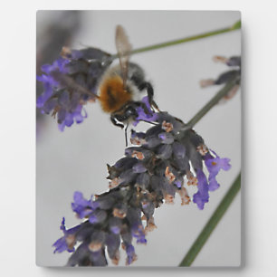 Plaque Photo Natures de merveilleux travailleurs