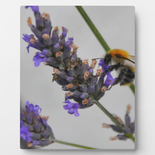 Plaque Photo Natures de merveilleux travailleurs (Devant)