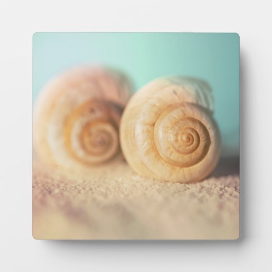 Plaque Photo Nautilus Shells (Devant)