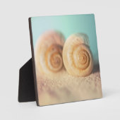Plaque Photo Nautilus Shells (Recto)