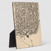 Plaque Photo Neuron Drawing By Santiago Ramón Y Cajal (Côté)