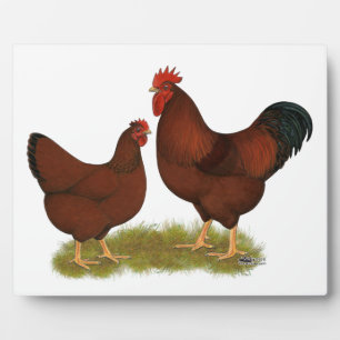 Plaque Photo New Hampshire Reds