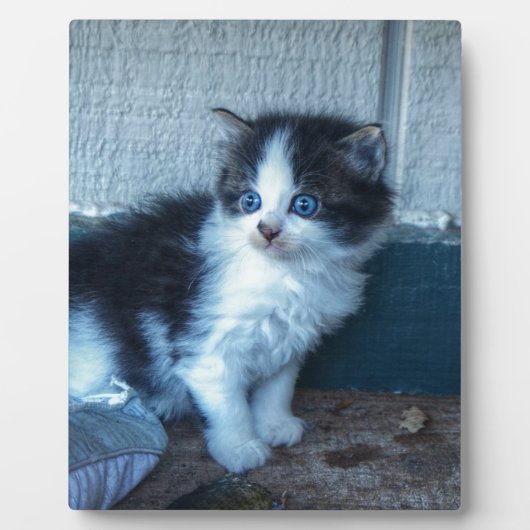 Plaque Photo Noir + Kitten blanc (Devant)