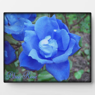Plaque photo numérique Rose bleu Texte personnalis